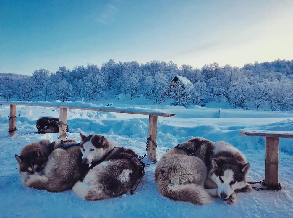 Мурманск ферма хаски.jpg