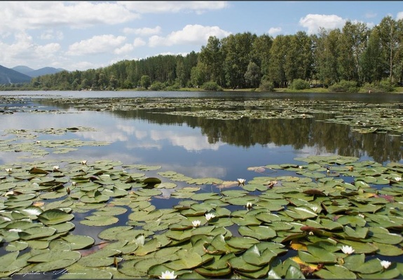 Лилии Манжерокского озера