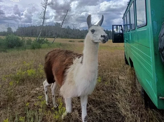 Альпака