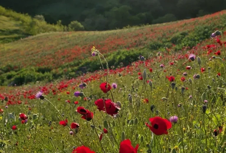 Маковые поля (май)