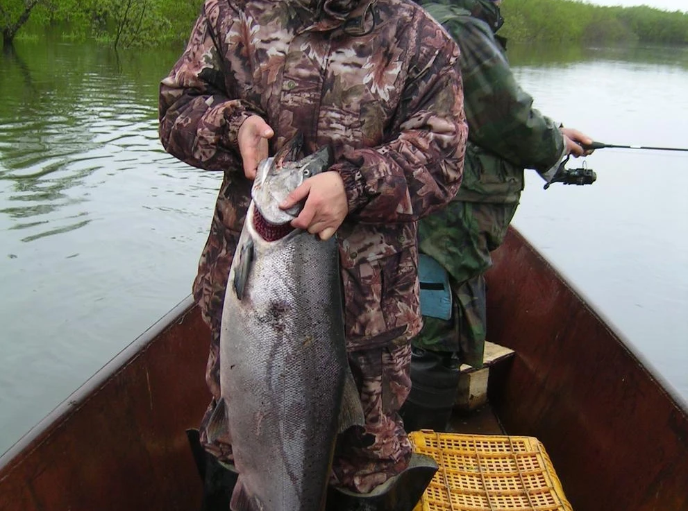 Чавыча, река Начилова